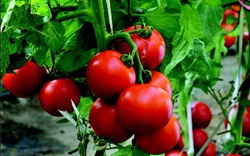 Lạ kỳ cách trồng cà chua "thái miếng" chỉ mất vài phút, sau được cả vườn cà chua sai trĩu