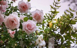 Tự làm giàn hoa hồng leo cho khu vườn đẹp như trong mơ