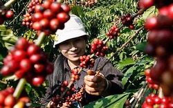 Giá nông sản hôm nay 04/11: Cà phê quay đầu giảm 600 đồng/kg, nên bán hay trữ hàng đợi giá?