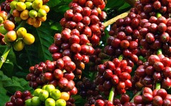 Giá nông sản hôm nay 06/11: Hồ tiêu giảm mạnh, giá cà phê chờ đợt tăng mới