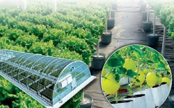 Tỉnh Thái Bình "được mùa" nông nghiệp công nghệ cao
