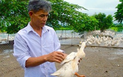Thu lãi trăm triệu từ nuôi vịt đẻ trứng nhờ kỹ thuật cho sinh sản hợp lý