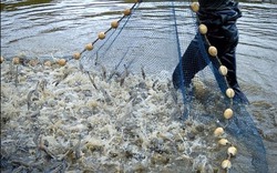 Liên kết&nbsp;nuôi trồng thủy sản theo hướng an toàn