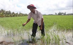Chuyện về tỷ phú người Khmer làm giàu từ cây lúa