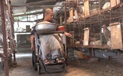 Chàng trai ngồi xe lăn cần mẫn nuôi gần 1000 chim bồ câu 