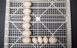 Máy ấp 16.000 quả trứng mỗi tháng ở Tiền Giang