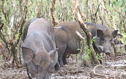 Kinh ngạc với đàn lợn rừng trên 100 con nuôi trong rừng đước