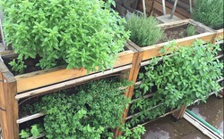 Vườn đẹp khung gỗ - giải pháp trồng rau sạch nhà phố