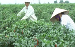 Khoa học và Công nghệ thúc đẩy nông nghiệp công nghệ cao ở Thái Bình