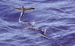 Kỳ lạ loài cá chuồn biết bay