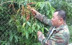 Cà phê được mùa, nông dân hồ hởi, doanh nghiệp lo tăng giá