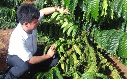 Nghiên cứu thành công giống cà phê mới, mỗi vụ cho 10kg nhân tươi/cây