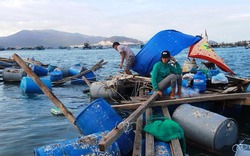 Sau bão, nghề nuôi tôm hùm ở Khánh Hòa gượng dậy làm lại từ đầu