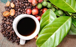 Giá nông sản hôm nay 20/11: Hồ tiêu vững vàng, giá cà phê đối mặt với đợt giảm sâu