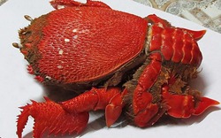Những thủy hải sản là món đặc sản hiếm có, khó tìm ở Quy Nhơn