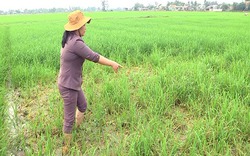 Cảnh báo dịch bệnh tuần này (từ 13 đến 19.11): Rầy và sâu cuốn lá đe dọa trà lúa muộn