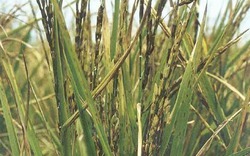 Cảnh báo dịch bệnh tuần này (từ 06/11 đến 12/11): Bệnh đen lép hạt trên lúa muộn tại miền Trung