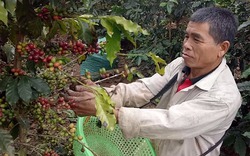 Giá nông sản hôm nay: Cà phê Việt Nam và giấc mơ đạt 6 tỉ USD xuất khẩu