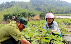 Mô hình trồng cà tím sinh thái cho thu nhập trên 250 triệu đồng/ha ở Nghệ An