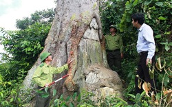 Báu vật lim xanh nghìn năm giúp rừng lim tái sinh