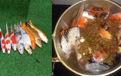 Chàng trai Đà Nẵng gây sốc cộng đồng mạng khi dùng cá Koi đắt tiền nấu ăn