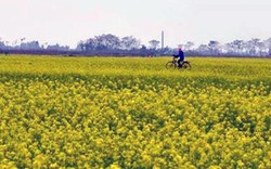 Độc đáo cánh đồng hoa trên vùng quê lúa