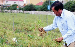 Liên kết trồng gừng, doanh nghiệp "bùng" nông dân trắng tay