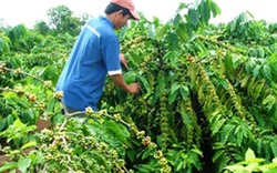 Hợp tác để nâng chất cà phê Việt Nam giúp tăng 20% thu nhập 
