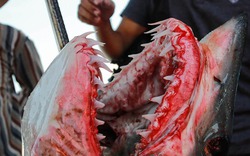 Chuyến săn cá mập kinh hoàng, đánh cược mạng sống dưới hàm răng sát thủ
