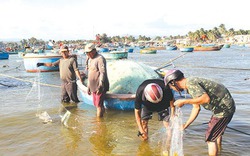 Mùa cá đối - "lộc biển" ở La Gàn