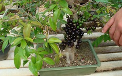 "Phát sốt" bonsai nho thân gỗ mini siêu độc chơi  dịpTết