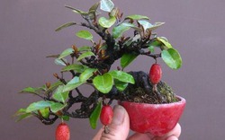 Những chậu bonsai cây ăn trái mini siêu đẹp trang trí nhà dịp Tết