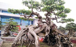 Chiêm ngưỡng những&nbsp;“siêu cây”, đại gia Việt bỏ 10 cây vàng đổi cây sanh cổ đẹp hiếm có