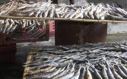 "Chết thèm" nhìn nướng cá bằng than ở biển Cửa Lò ngày giá rét