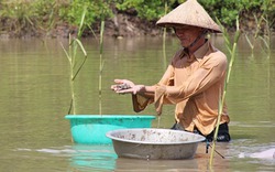 Sò huyết sống khỏe trong vuông tôm, bỏ 10 triệu thu về 150 triệu