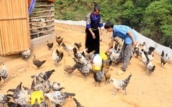 Chàng trai Mông lên núi chăn nuôi gà đen, lập tổ nuôi ong rừng lấy mật