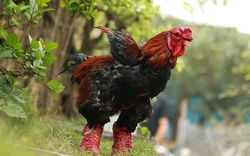 Khám phá bất ngờ về giống gà có vẻ ngoài "kỳ dị" ở Việt Nam