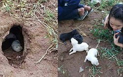 Cảm động nhóm bạn trẻ cứu sống chó mẹ cùng đàn con mới sinh bị đói trong hang