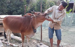 Dịch tụ huyết trùng làm chết gần 100 con trâu bò ở Kỳ Sơn