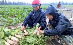 Bội thu mùa củ cải ở Thạch Văn, trong giá rét nông dân vẫn ấm lòng