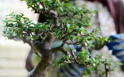 Dân tình "phát sốt" với cây cảnh bonsai trồng không cần đất