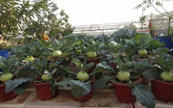Khu vườn trồng cây trên sân thượng hiếm có ở Hà Nội