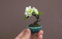 Những chậu cây cảnh bonsai mini độc lạ giá tới cả trăm triệu đồng chờ Tết