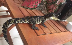Rộ “mốt” nuôi cá sấu làm cảnh ở Hà thành