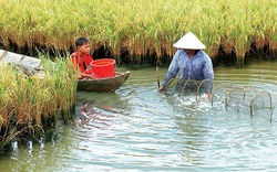 Tăng năng suất từ mô hình luân canh tôm càng xanh trên đất lúa