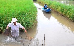 Kỹ thuật nuôi tôm trong ruộng lúa, tăng thu nhập