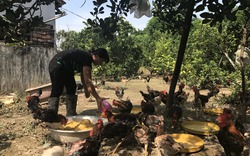 Nông dân phố nuôi hàng ngàn con gà thả vườn vùng đất bãi