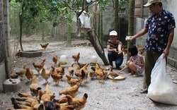 200 hộ nuôi gà sạch lợi nhuận gấp 3 lần nuôi công nghiệp