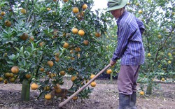 Kỹ thuật chăm sóc cây cam trong mùa Đông