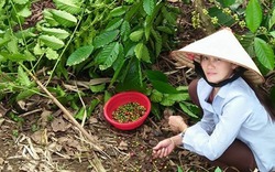 Cà phê Tây Nguyên thối, rụng, bung hoa, nông dân điêu đứng